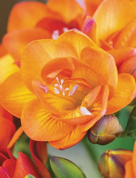 Freesia Double Orange bulbs/corms - Image 2
