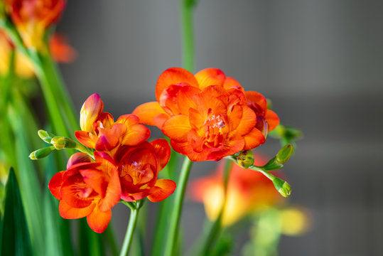 Freesia Double Orange bulbs/corms - Image 3