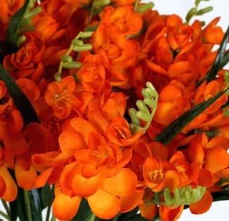 Freesia Double Orange bulbs/corms - Image 4