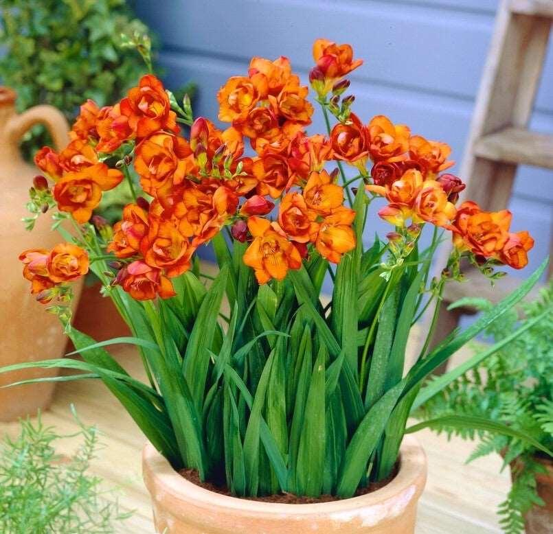 Freesia Double Orange bulbs/corms - Image 5