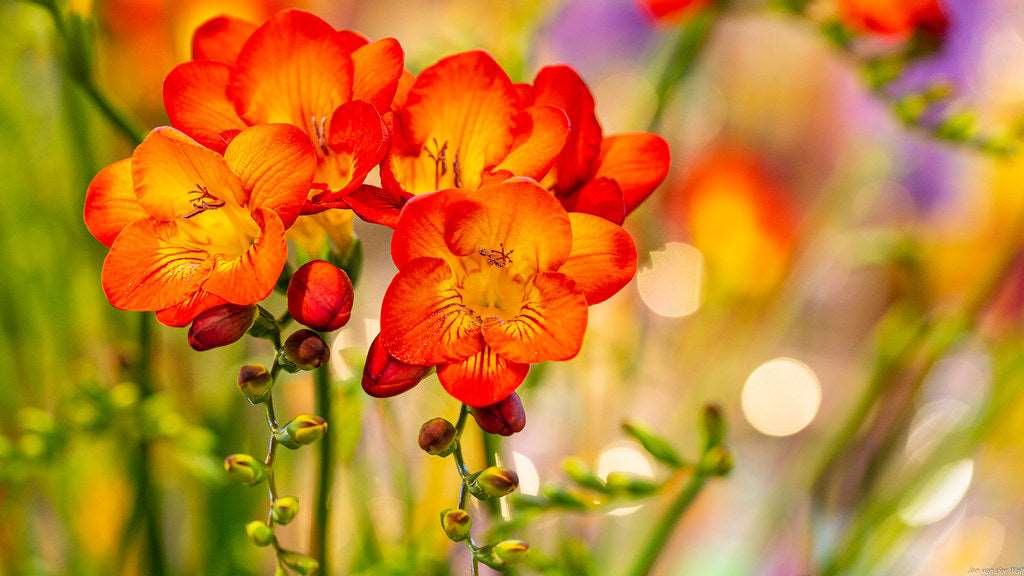 Freesia Double Orange bulbs/corms - Image 6