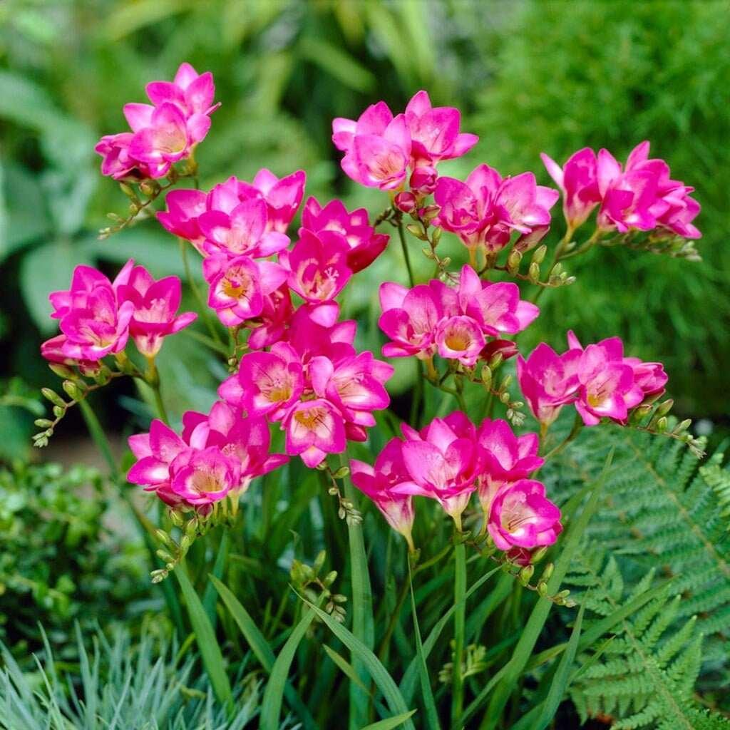 Freesia Double Pink bulbs/corms - Image 3