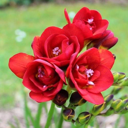 Freesia Double Red bulbs/corms