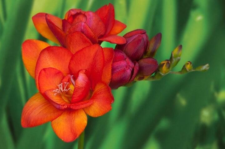 Freesia Double Red bulbs/corms - Image 2
