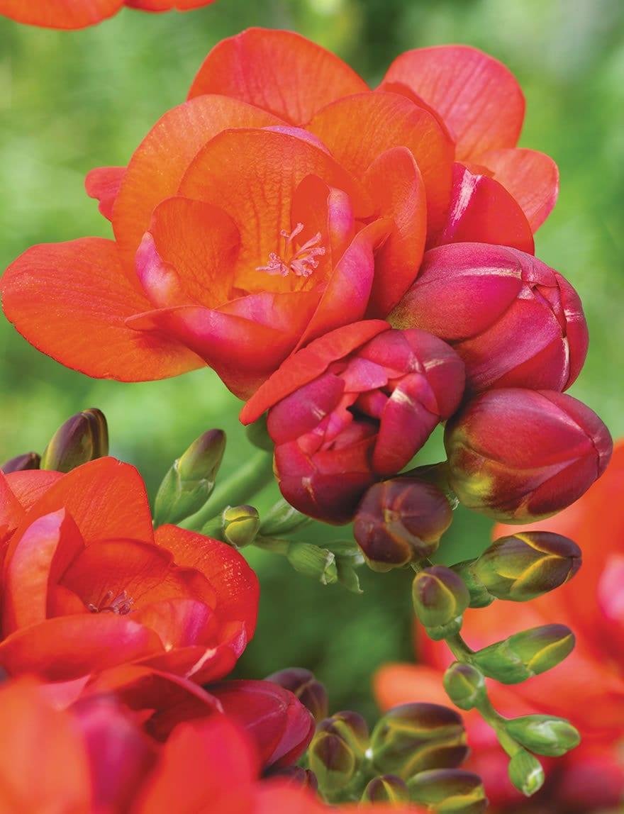 Freesia Double Red bulbs/corms - Image 3