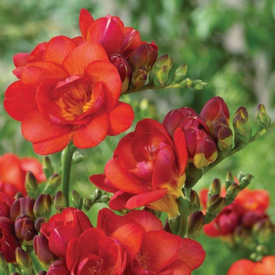 Freesia Double Red bulbs/corms - Image 4