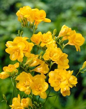 Freesia Double Yellow bulbs/corms - Image 3