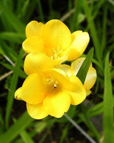 Freesia Double Yellow bulbs/corms - Image 4