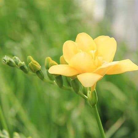 Freesia Double Yellow bulbs/corms - Image 5