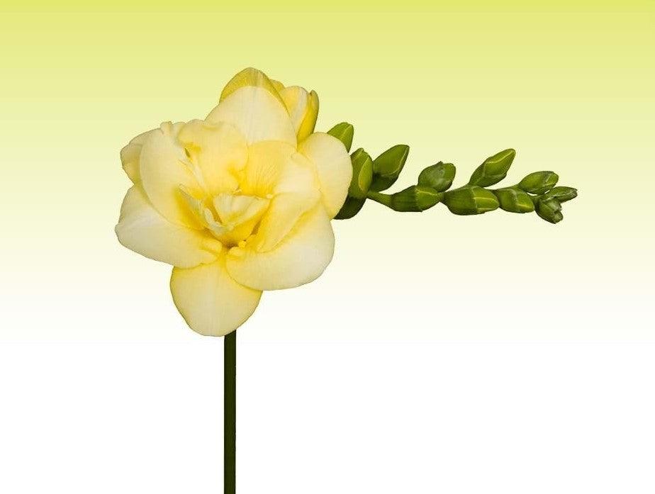 Freesia Grandeur® Double bulbs/corms - Image 3