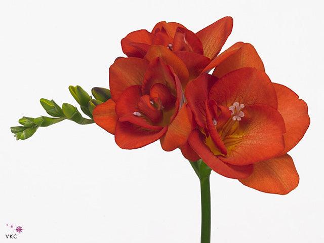 Freesia Mandarine® Double Red-orange bulbs/corms - Image 3
