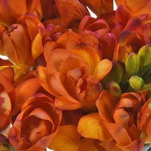 Freesia Mandarine® Double Red-orange bulbs/corms - Image 4