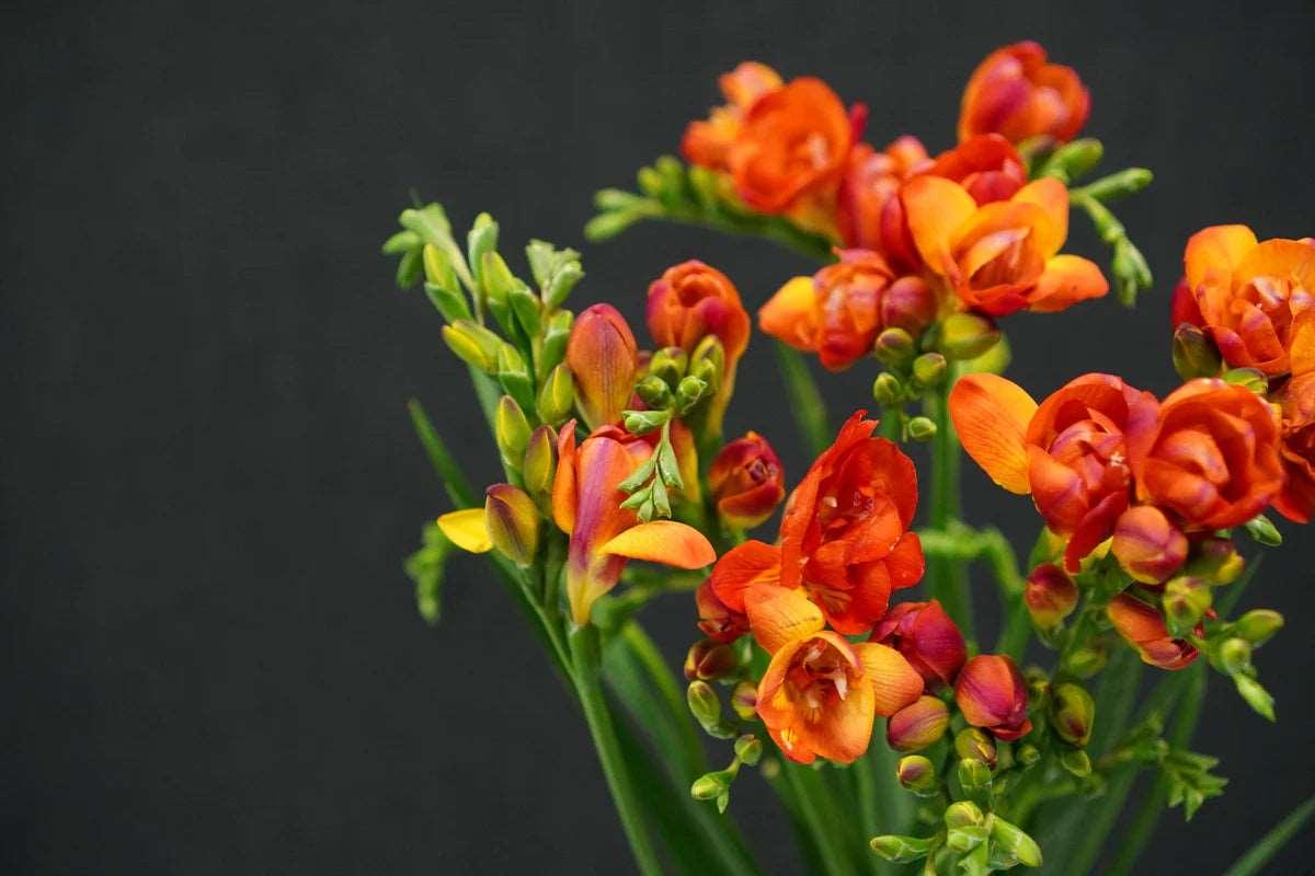 Freesia Mandarine® Double Red-orange bulbs/corms - Image 5
