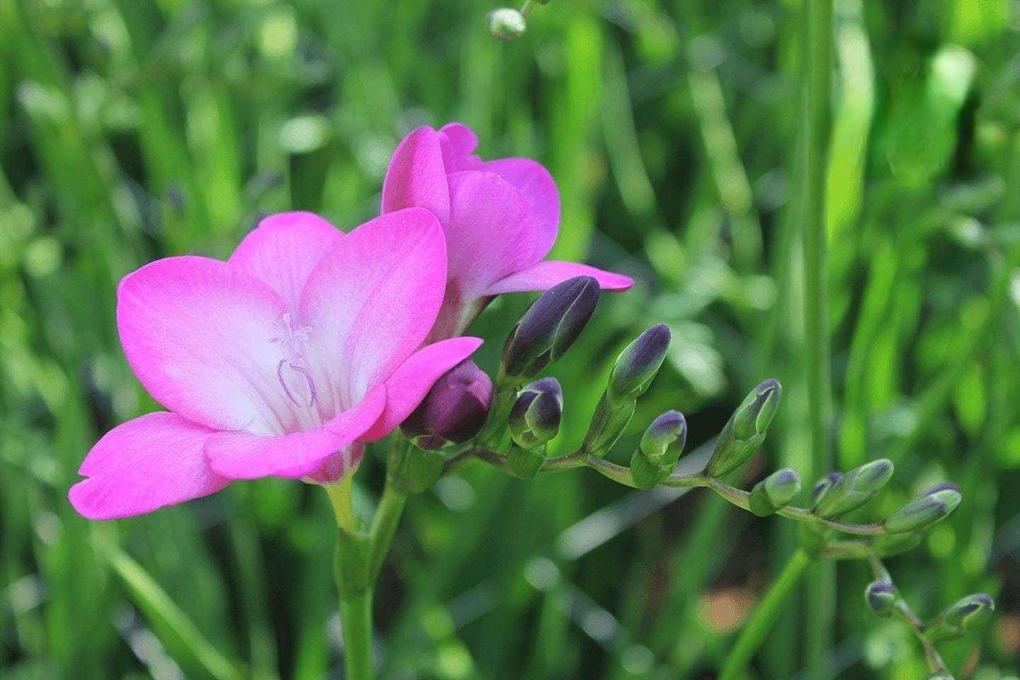 Freesia Single Pink Passion® bulbs/corms - Image 3
