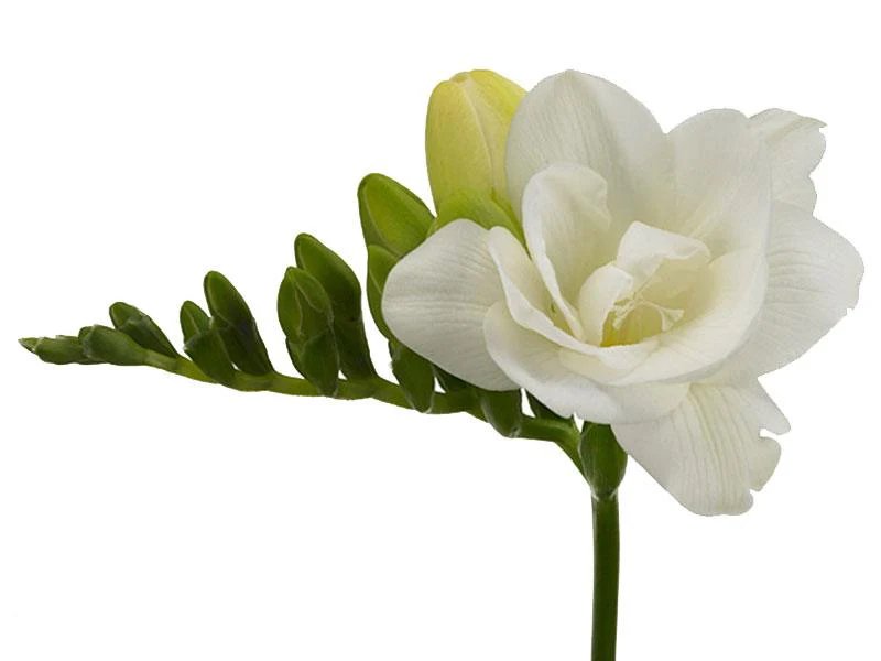 Freesia Double White Versailles® bulbs/corms - Image 3