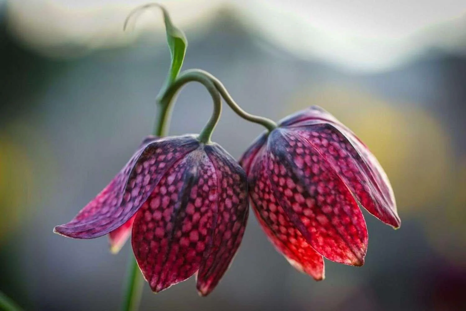 Fritillaria meleagris mix - Image 4