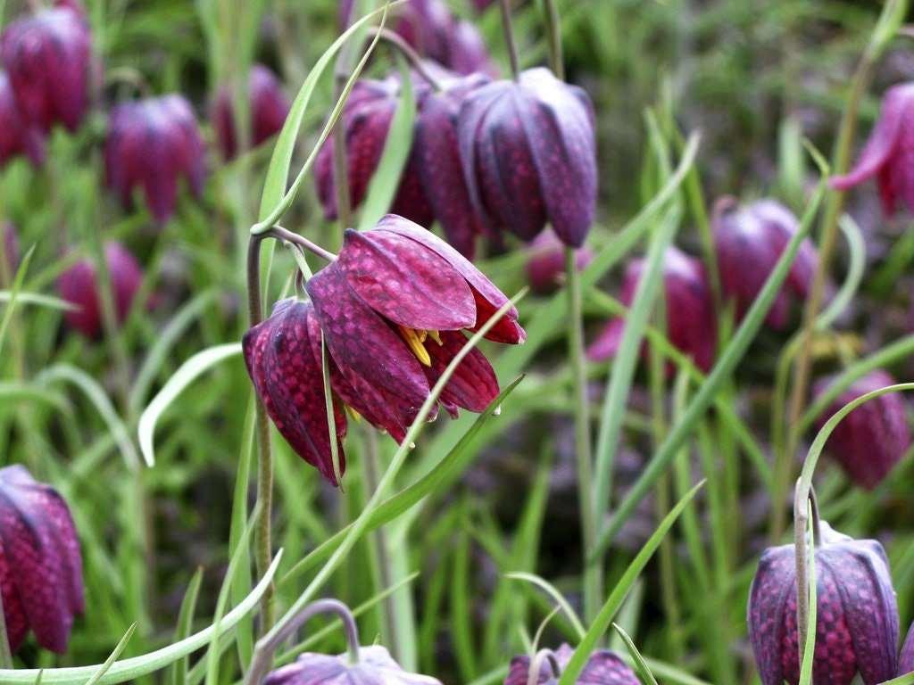 Fritillaria meleagris mix - Image 5