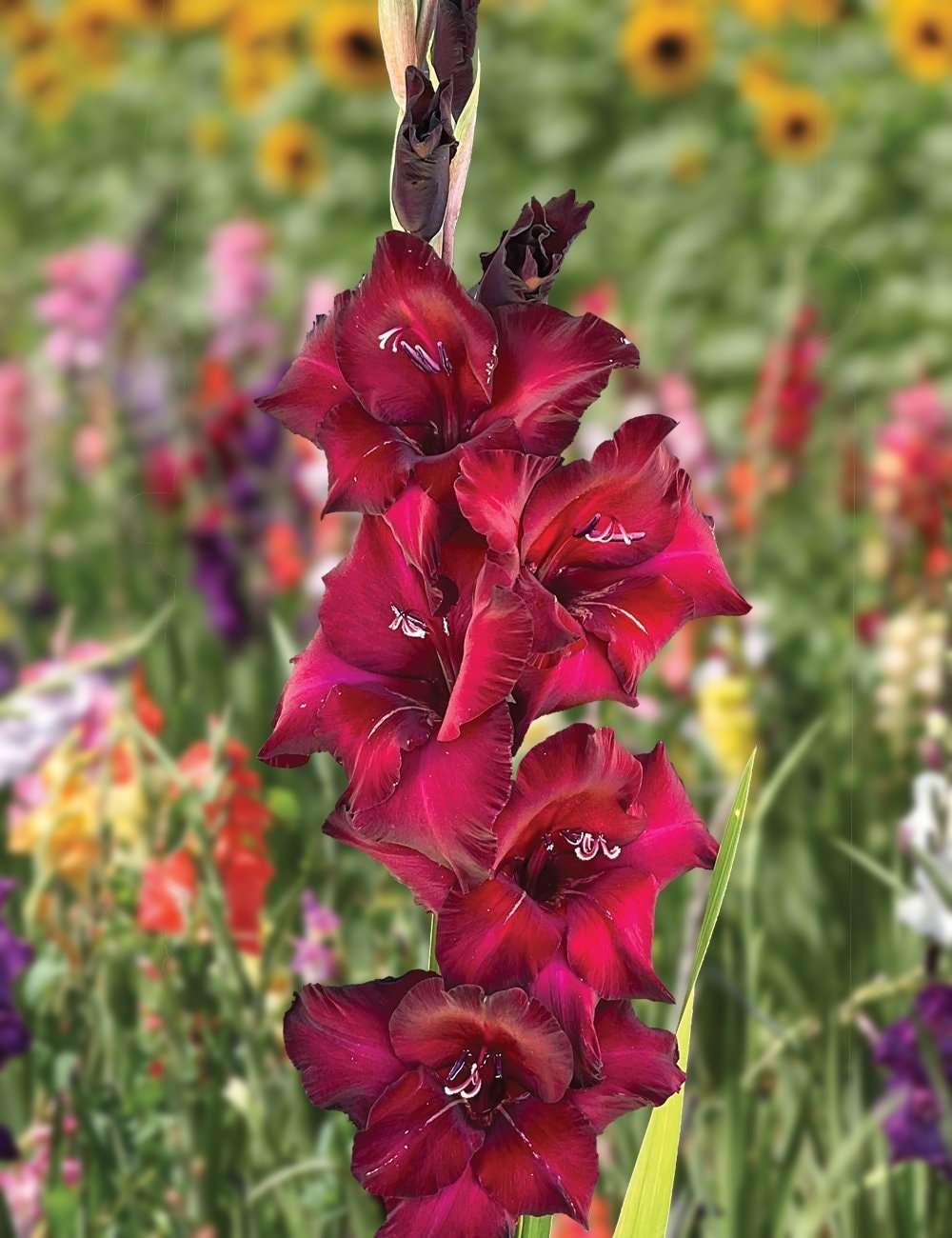 Gladiolus "Black Sea" bulbs - Image 3
