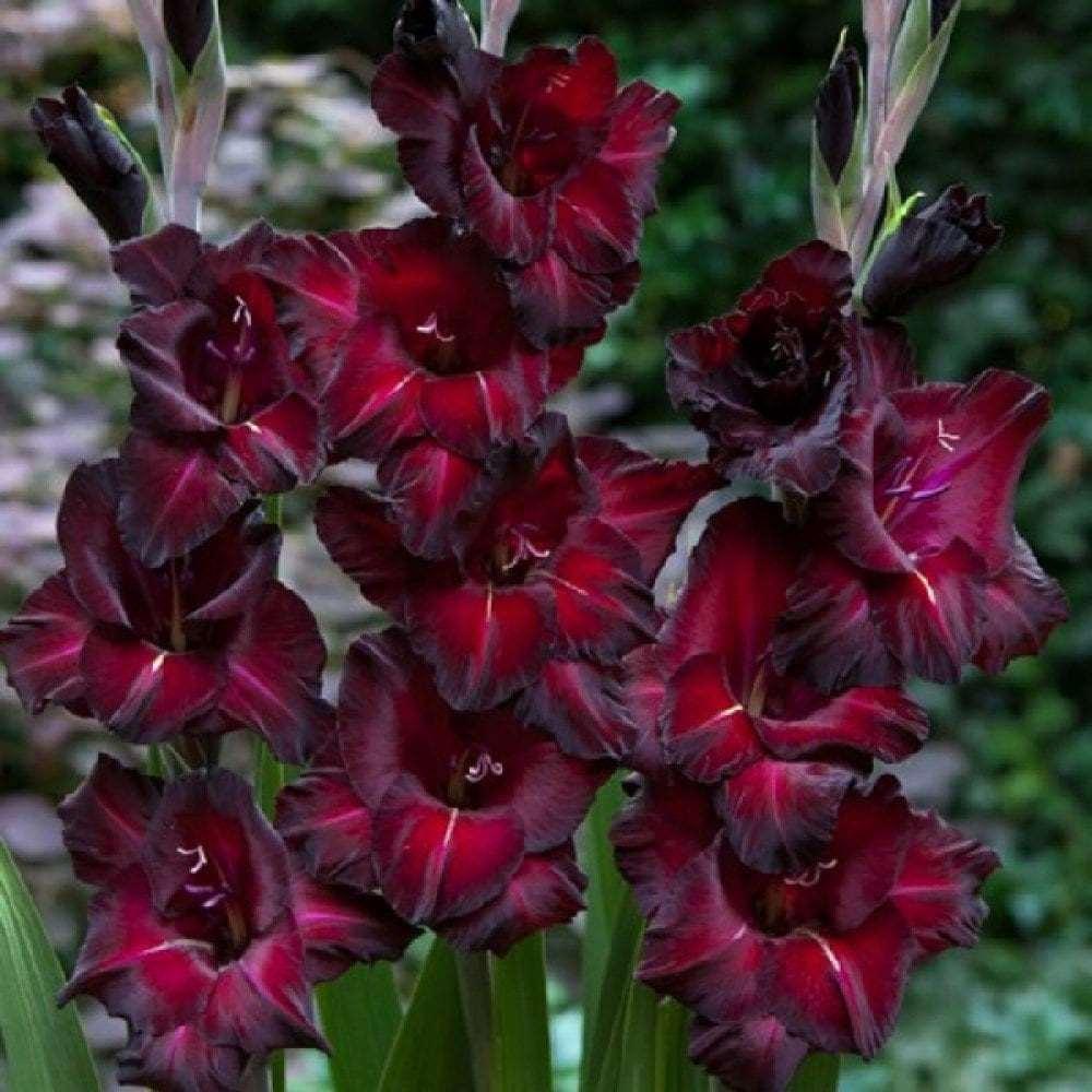 Gladiolus "Black Sea" bulbs - Image 5