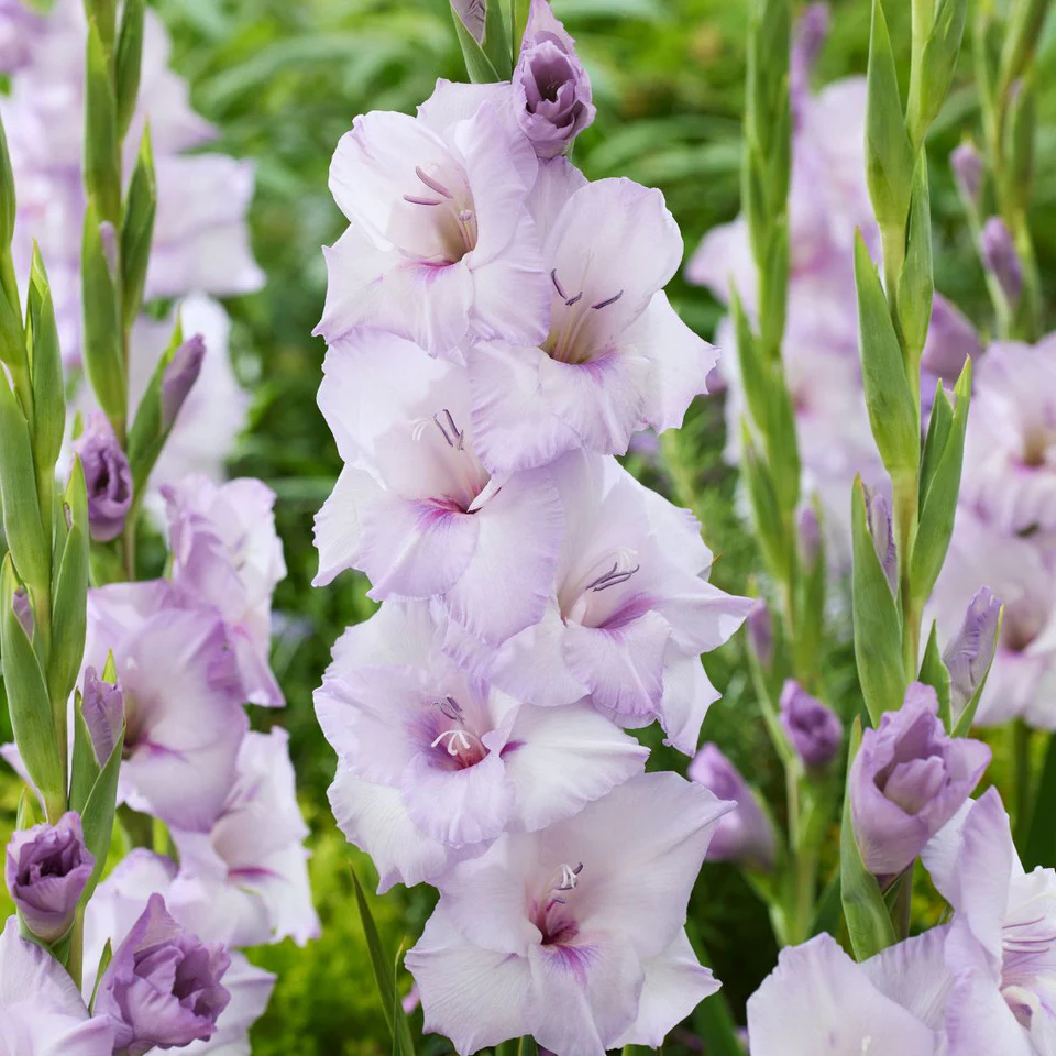 Gladiolus "Blue Tropic"