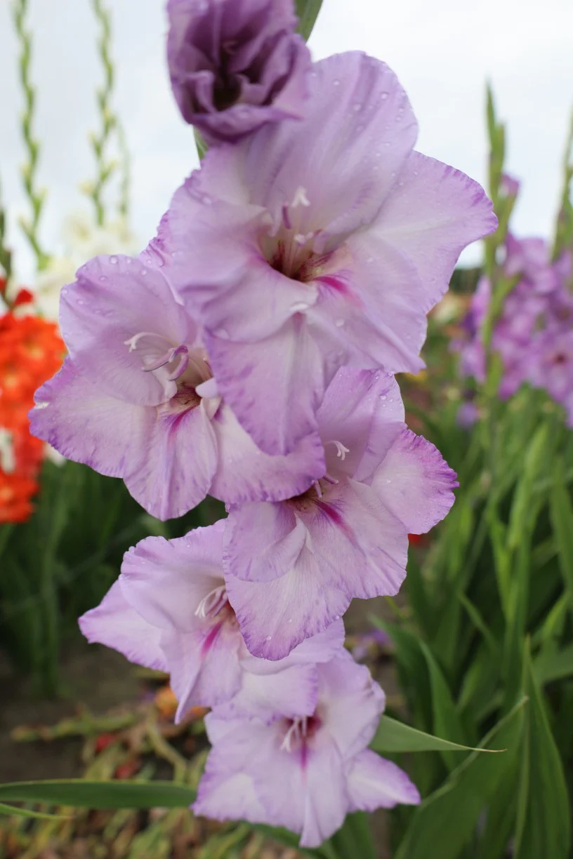 Gladiolus "Blue Tropic" - Image 2