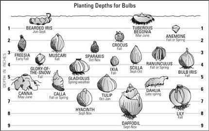 Gladiolus "Far West" bulbs - Image 3