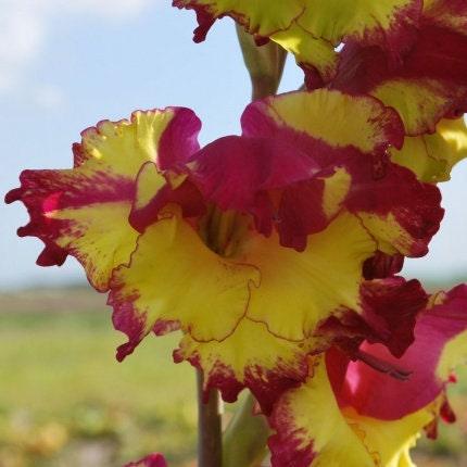 Gladiolus "Far West" bulbs - Image 4