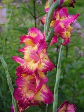 Gladiolus "Far West" bulbs - Image 5