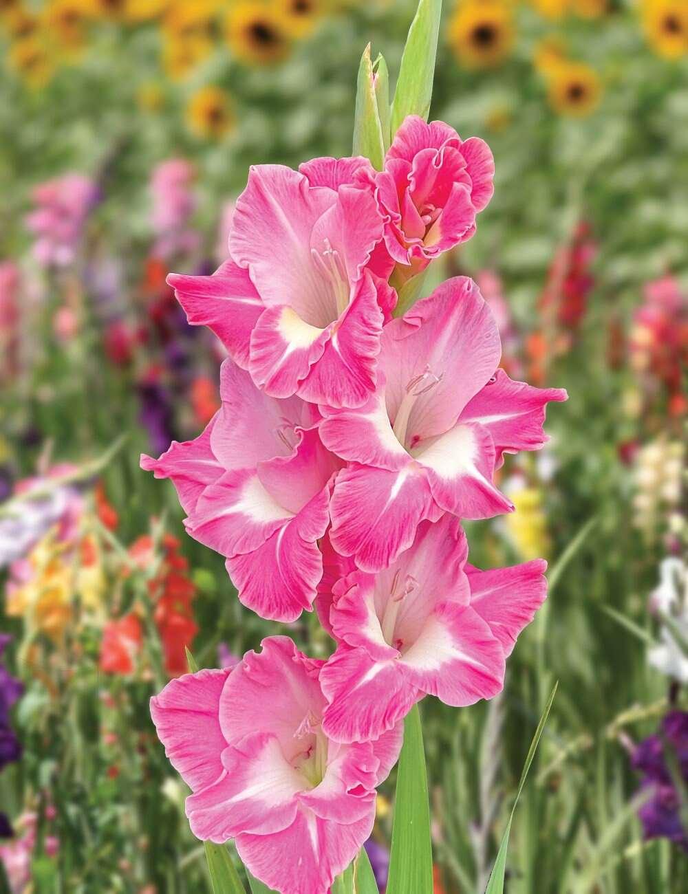 Gladiolus "Pink Parrot" bulbs - Image 3