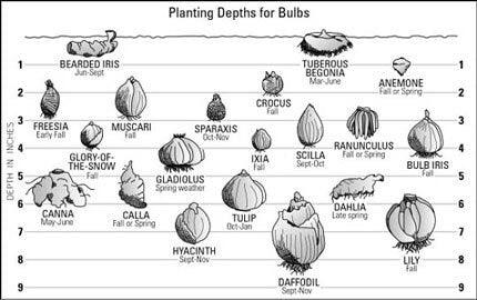 Gladiolus "Pink Parrot" bulbs - Image 4