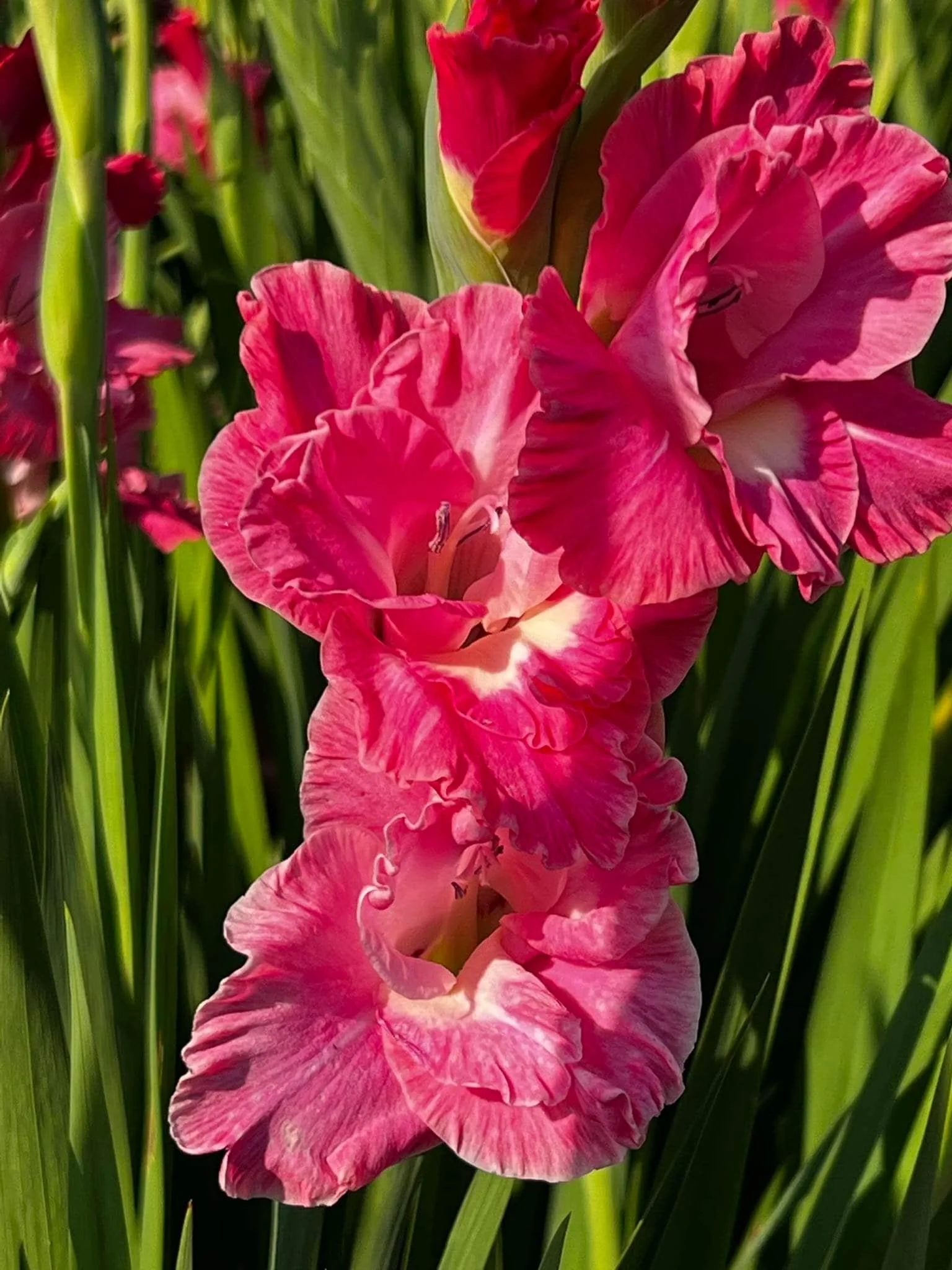 Gladiolus "Pink Parrot" bulbs - Image 5