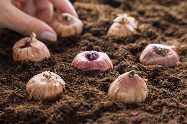 Gladiolus "Pink Parrot" bulbs - Image 6