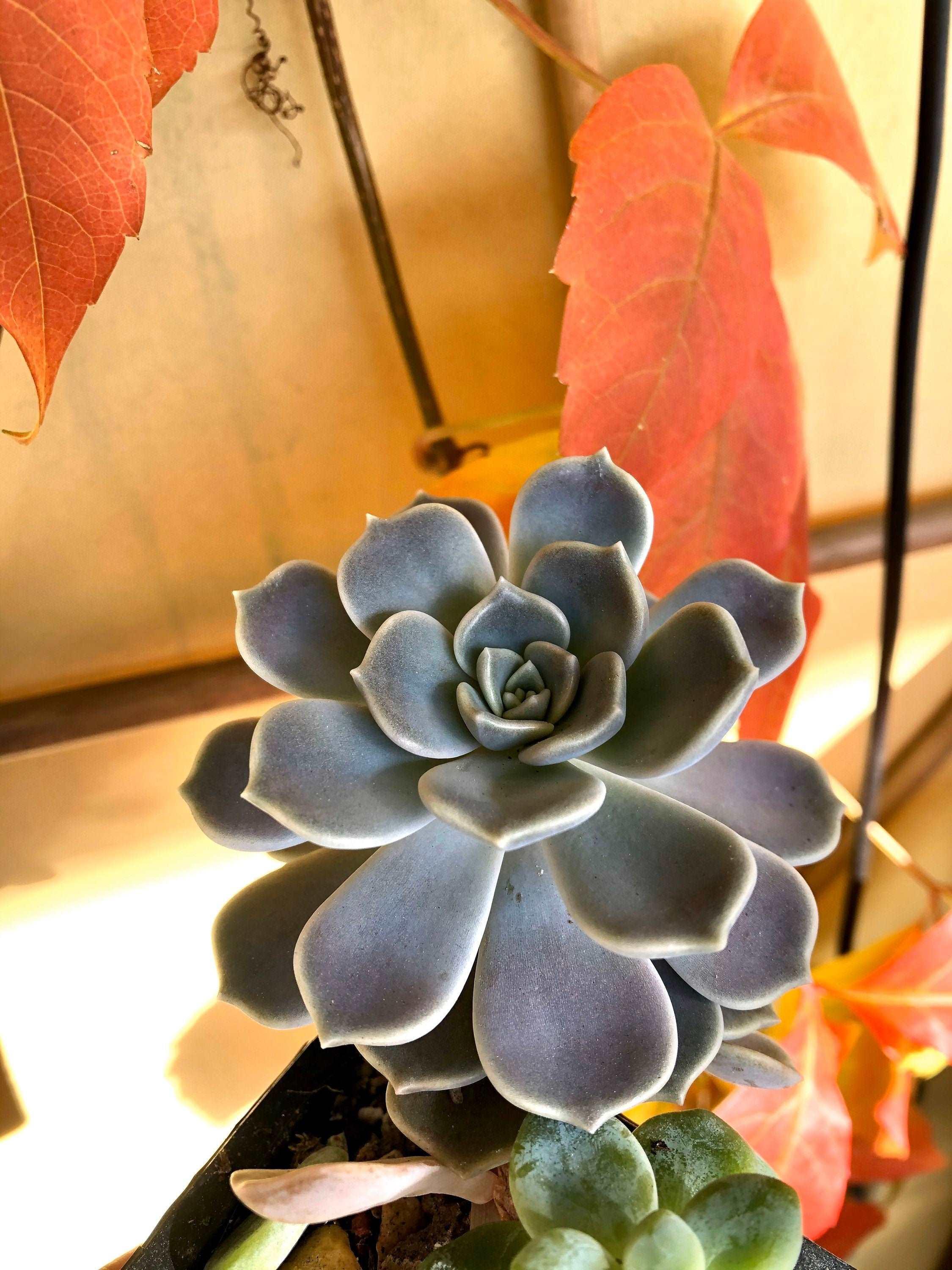 Graptoveria Alabaster Gem - Image 3