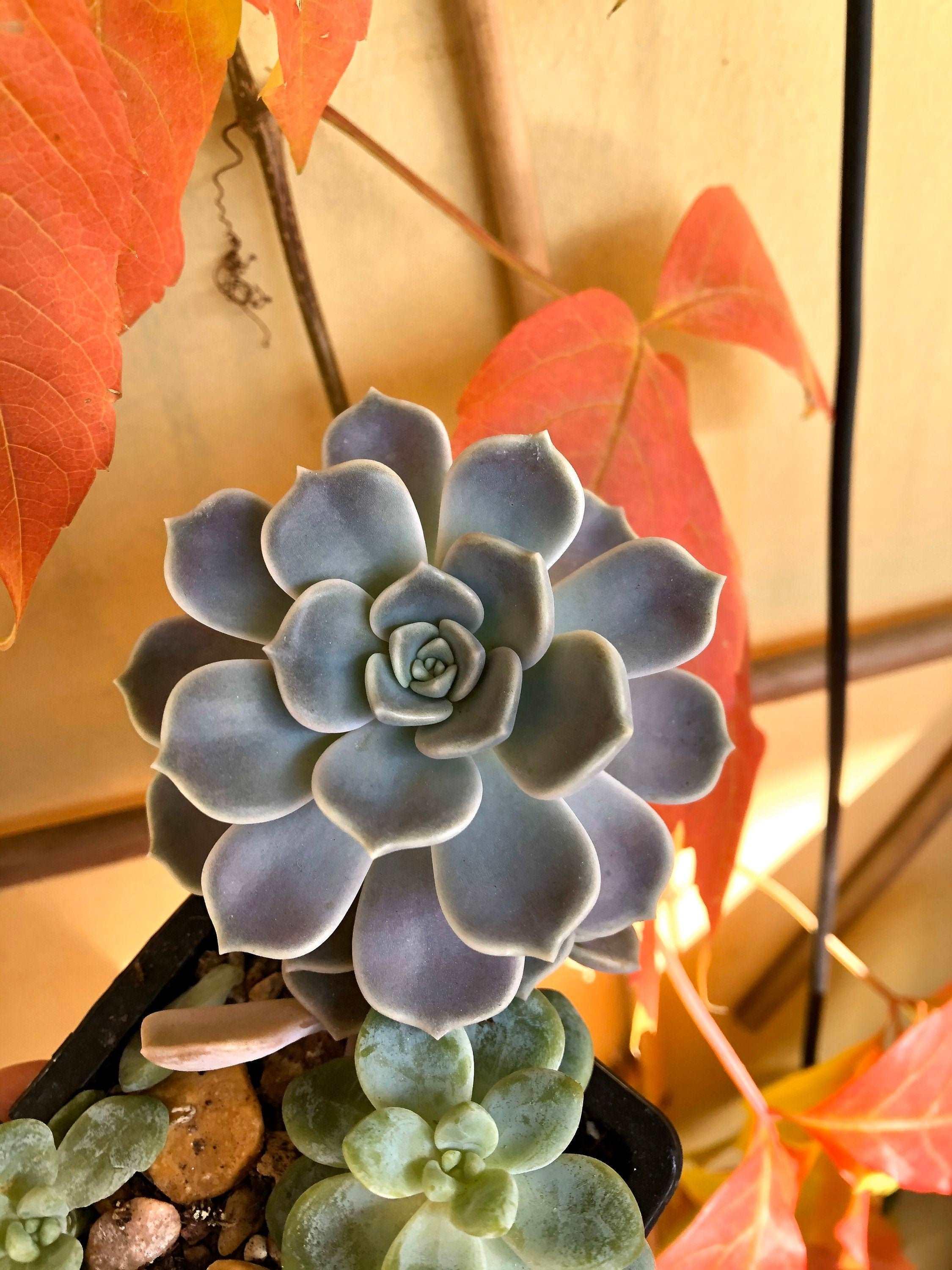 Graptoveria Alabaster Gem - Image 4