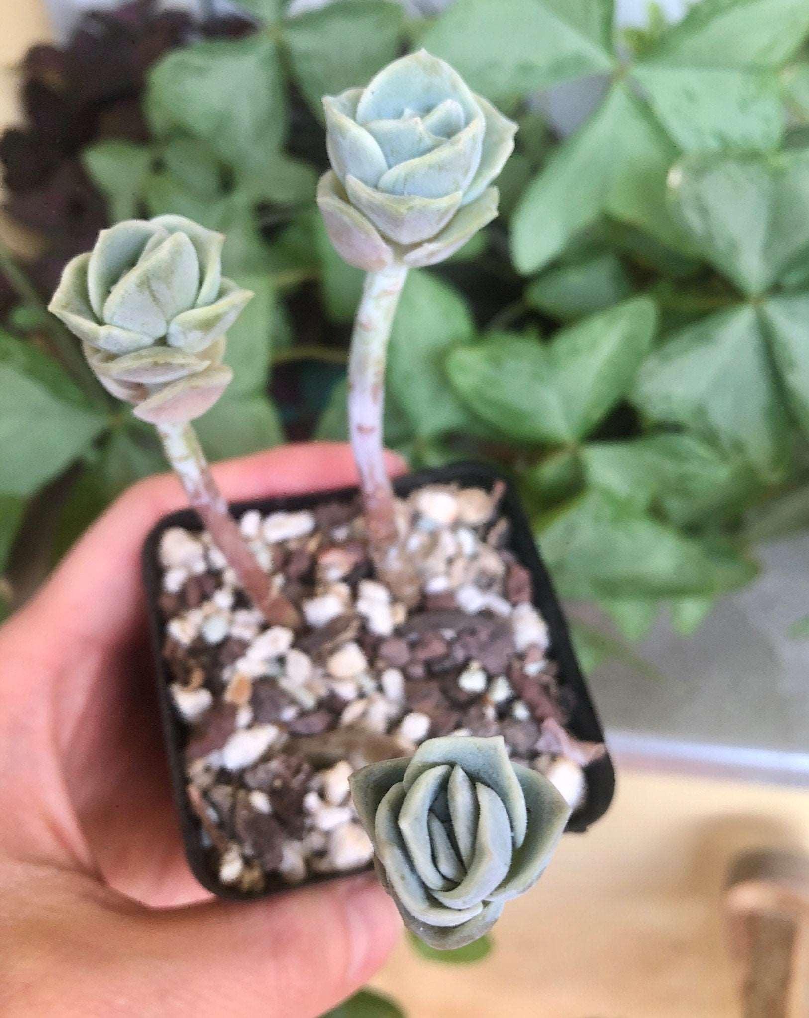 Graptoveria Lovely Rose - Image 3