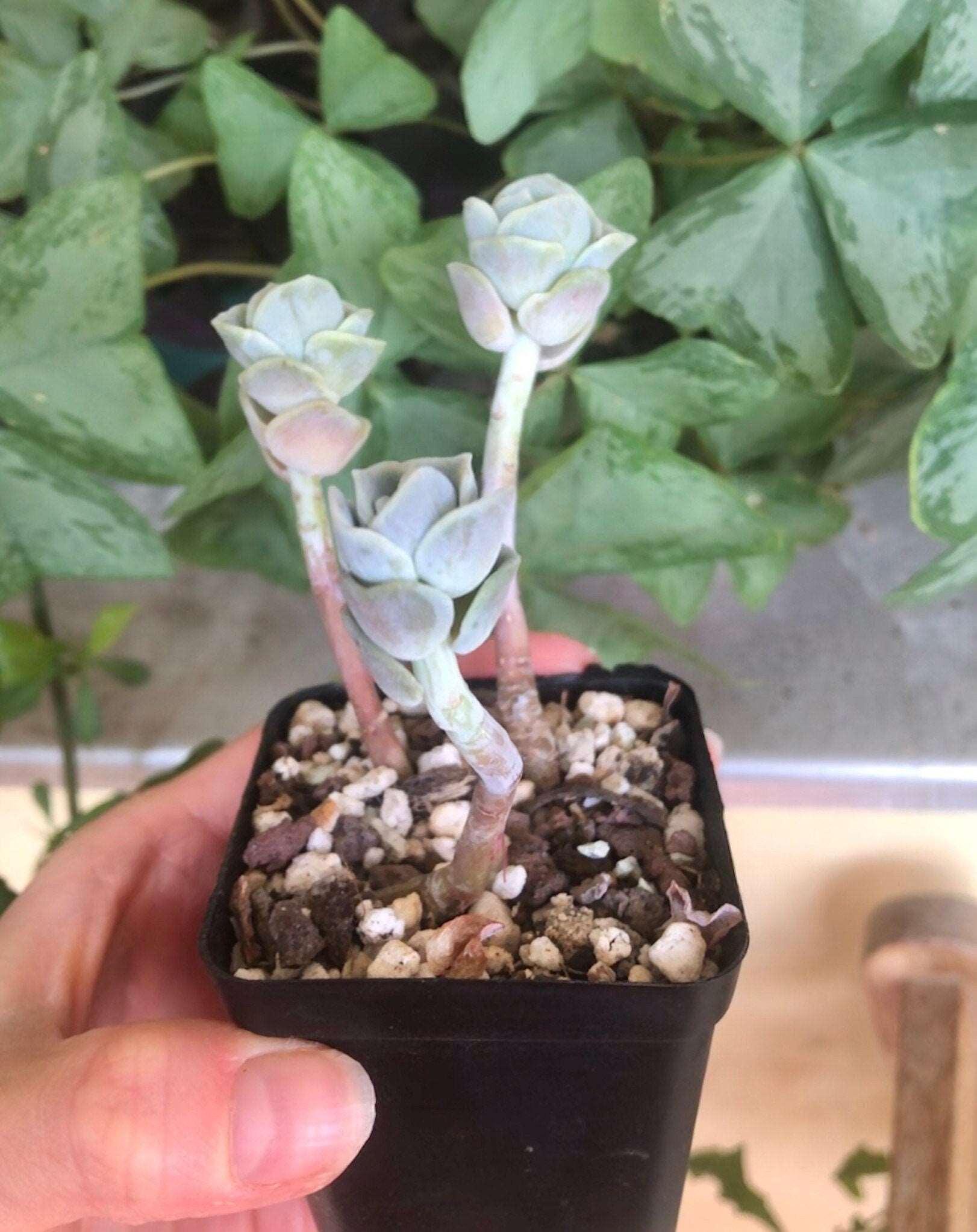 Graptoveria Lovely Rose - Image 4