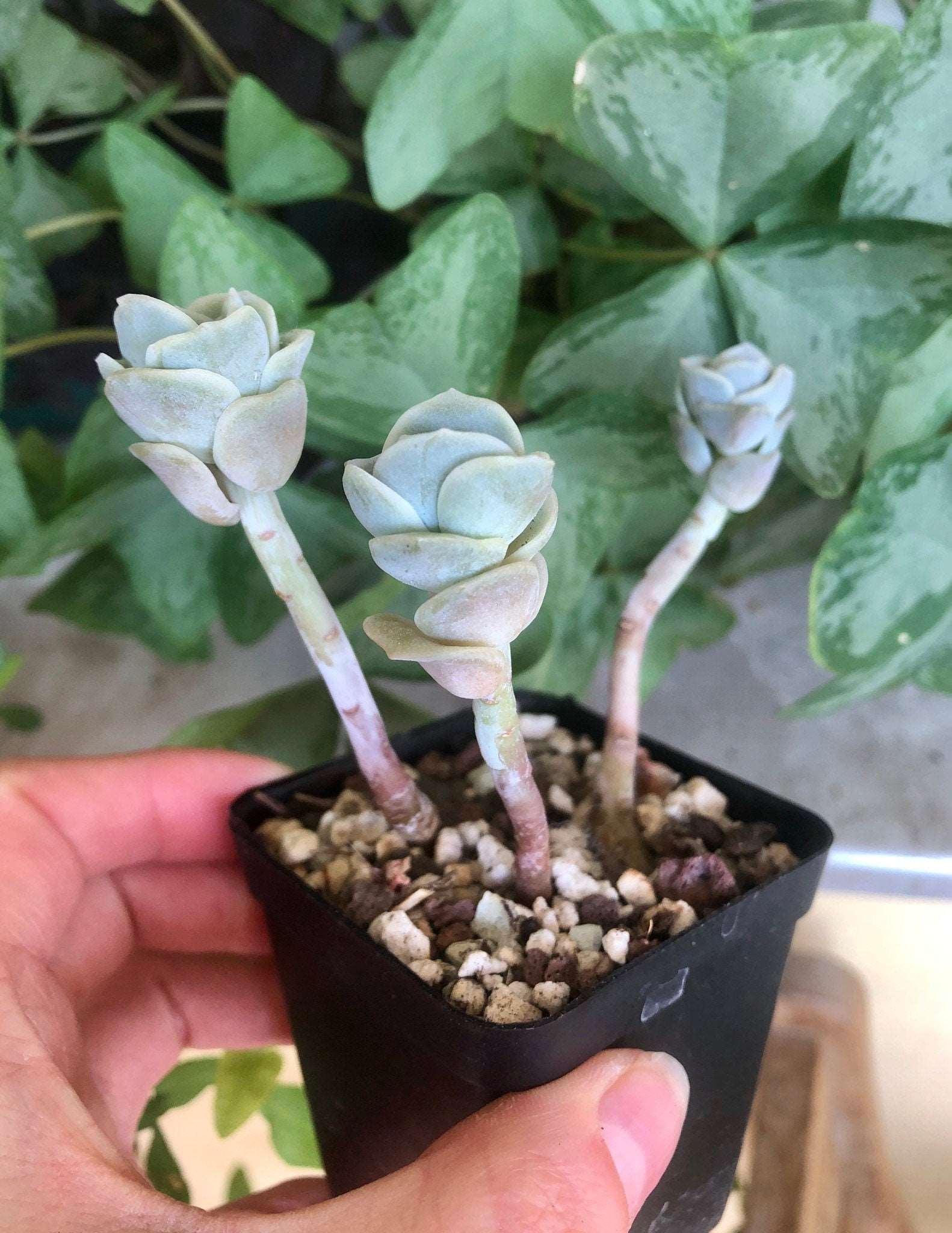 Graptoveria Lovely Rose - Image 5