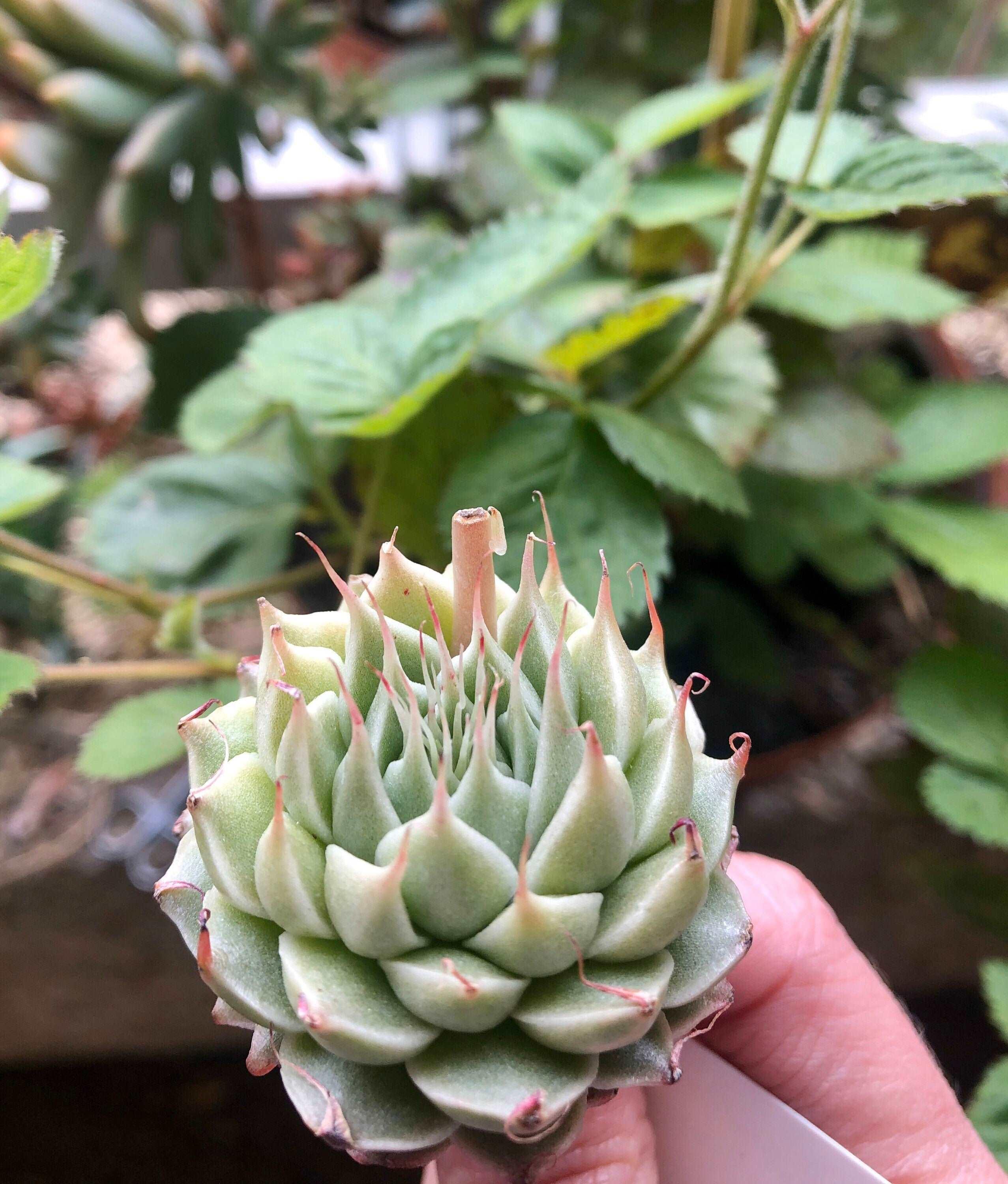 Graptoveria Silver Star - Image 3