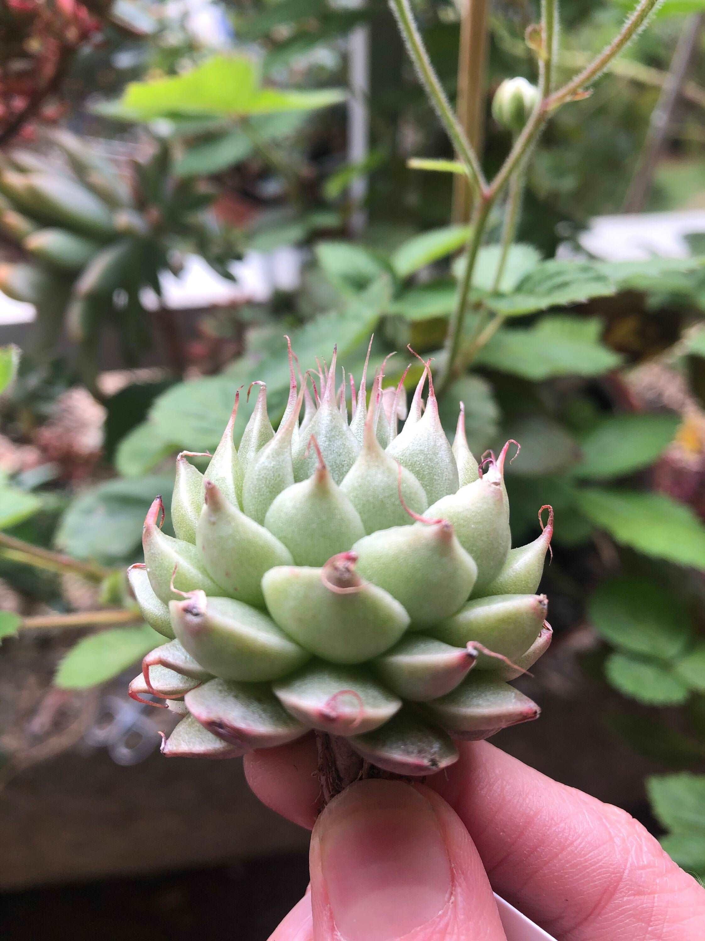 Graptoveria Silver Star - Image 4