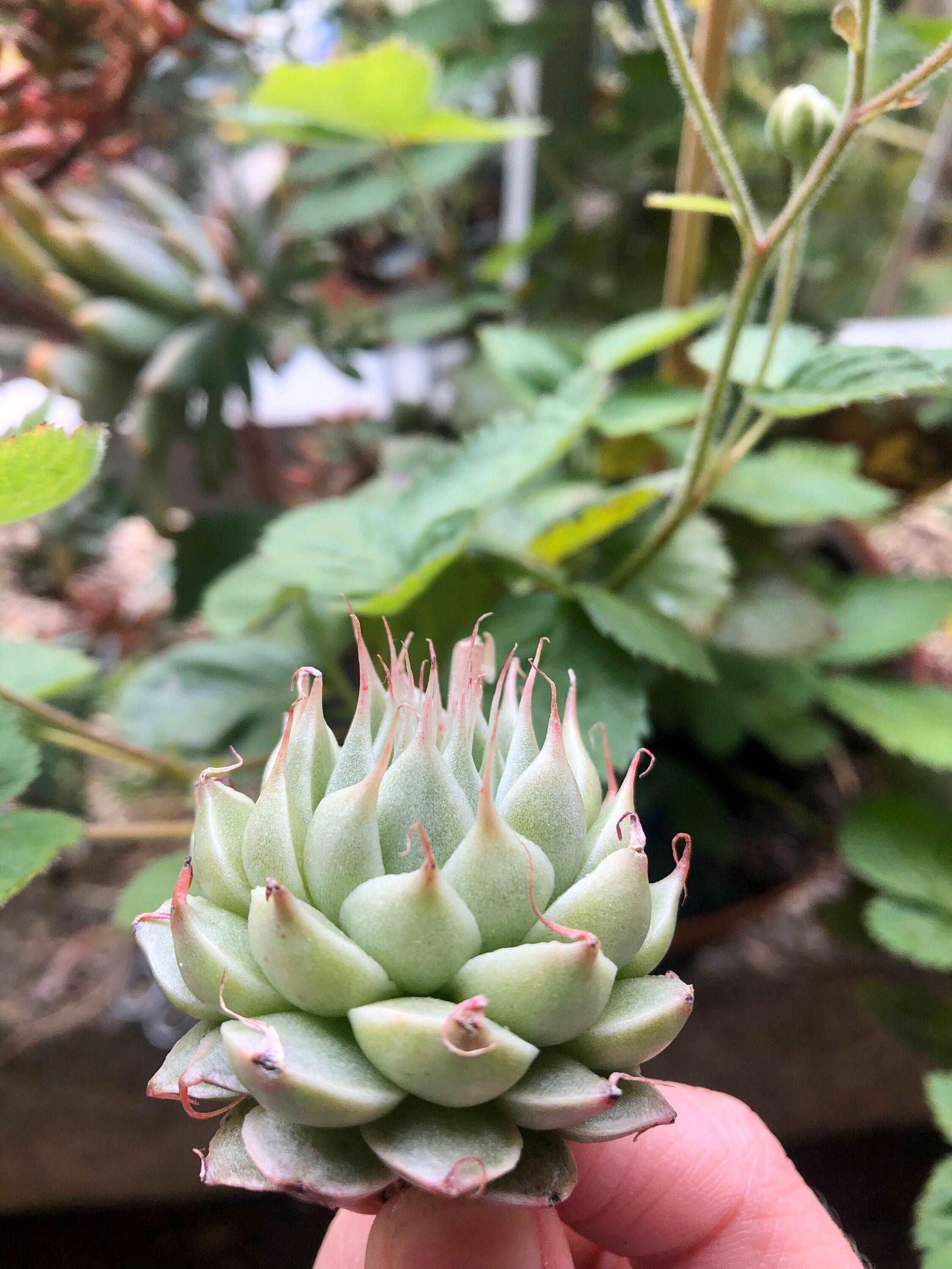 Graptoveria Silver Star - Image 5
