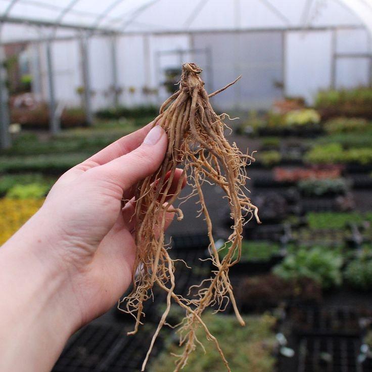 Hosta sieboldiana "Frances Williams" bulbs/roots - Image 3