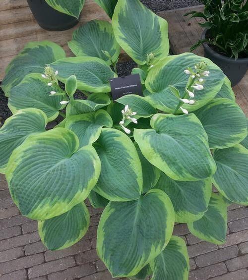 Hosta sieboldiana "Frances Williams" bulbs/roots - Image 4
