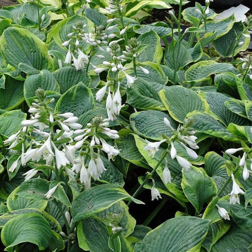 Hosta sieboldiana "Frances Williams" bulbs/roots - Image 5