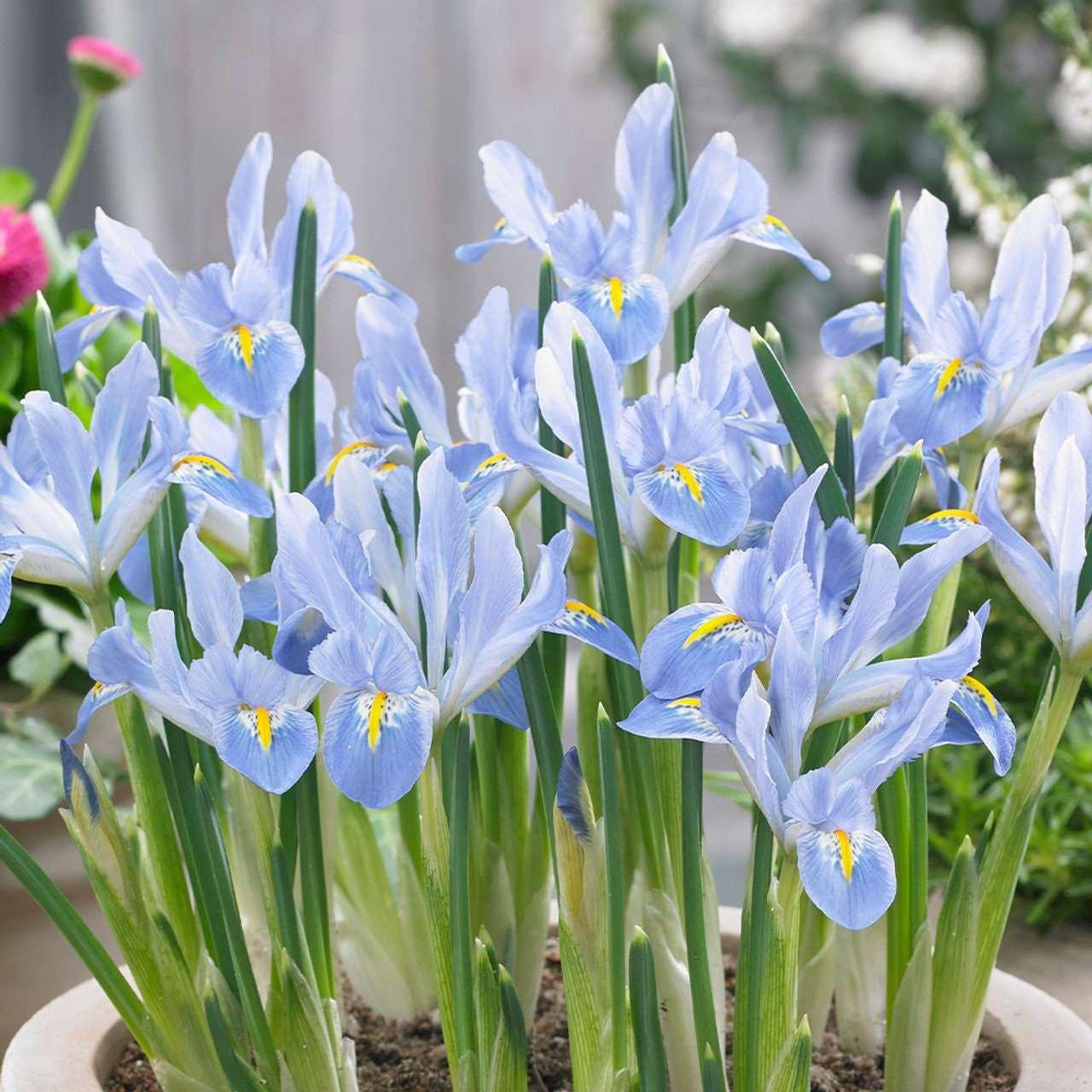 Iris Reticulata "Blue Planet"