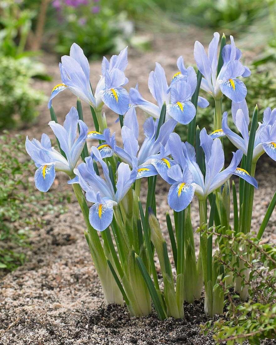 Iris Reticulata "Blue Planet" - Image 2