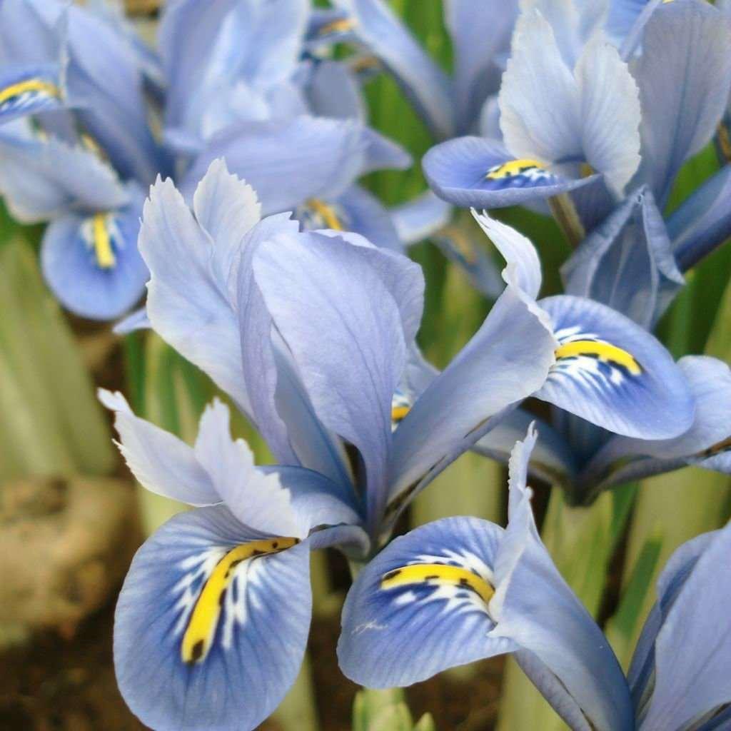 Iris Reticulata "Blue Planet" - Image 4