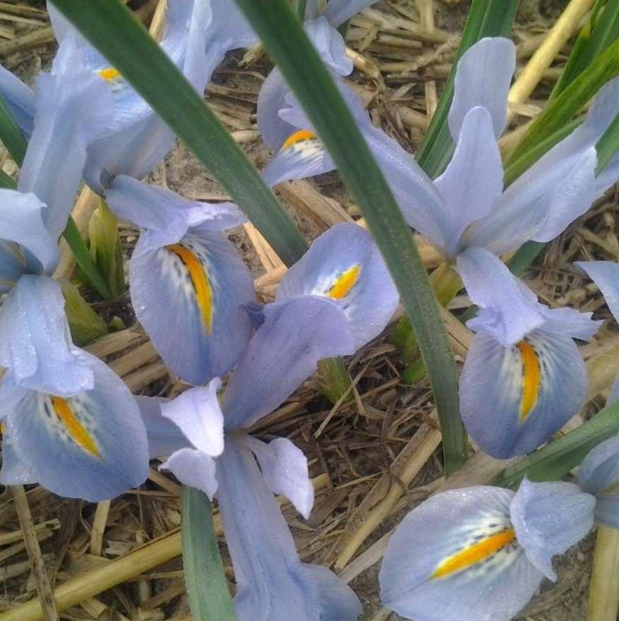 Iris Reticulata "Blue Planet" - Image 5