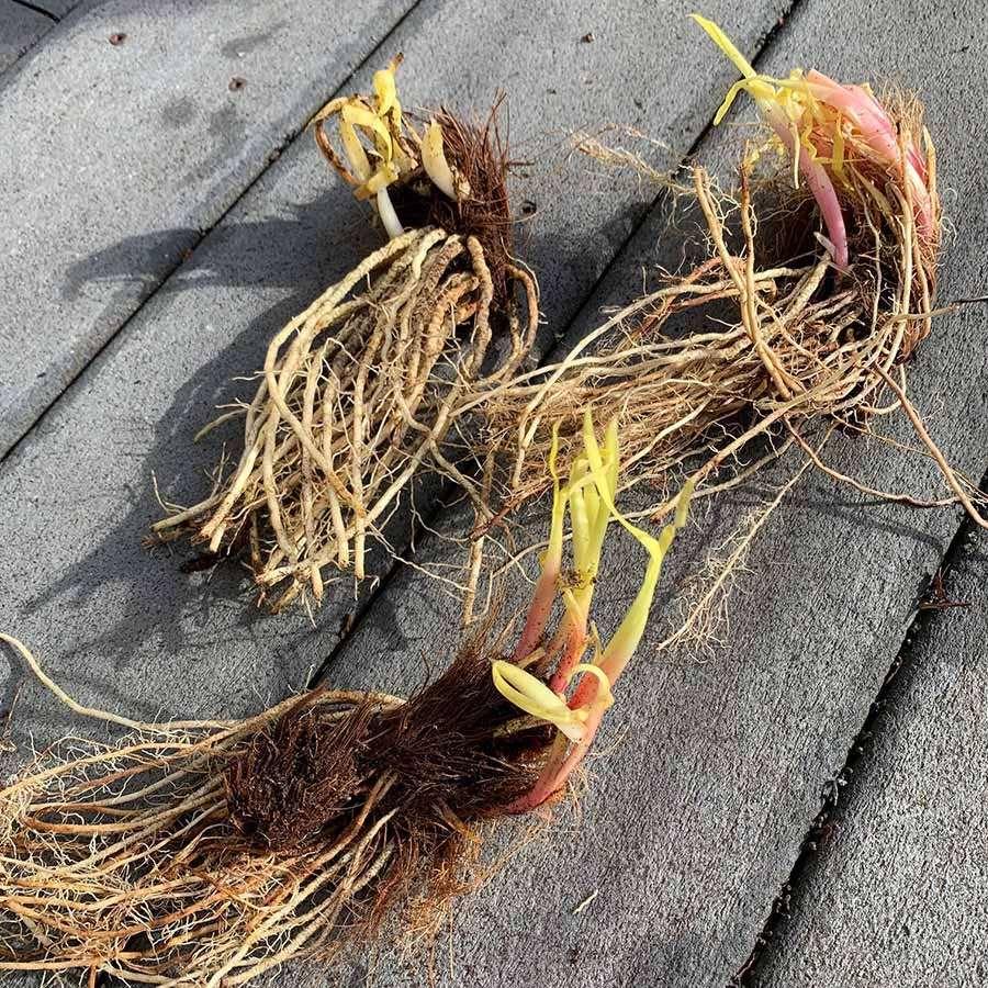 Iris sibirica 'Butter and Sugar' rhizome/bulb - Image 3