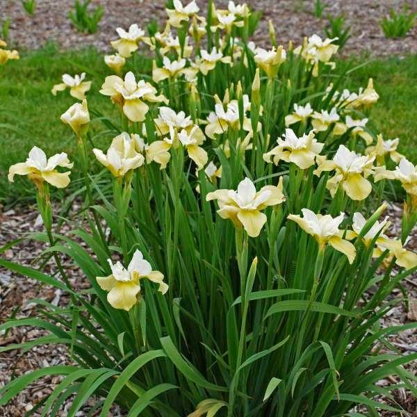 Iris sibirica 'Butter and Sugar' rhizome/bulb - Image 4