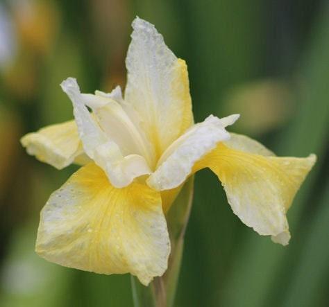 Iris sibirica 'Butter and Sugar' rhizome/bulb - Image 5